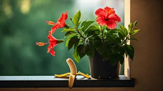 Use Leftover Banana Peels For Massive Balcony Hibiscus Blooms