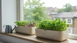 Windowsill Tray Micro-Green Gardening Combines Urban Living Convenience With Sustainable Home Organic Farming