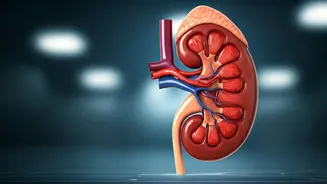 Heart Health: Protecting Your Kidneys