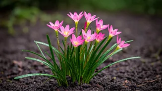 Rain Lilies Deliver Unreal Visual Rewards Post First Showers