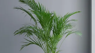 Study Explores Where Indoor Plants Help And Where They Fall Short