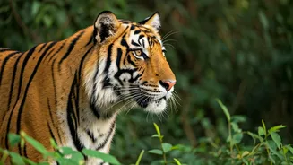 5 Safari Gates for Tiger Sightings in India