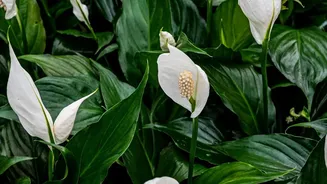Why small bedrooms with limited window access thrive with shade-tolerant air-purifying plants like Peace Lilies