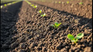 Soil Health Remains Central To Sustainable Agriculture