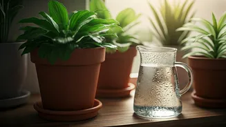 Plant Lovers Can't Stop Sharing These Rain Hacks