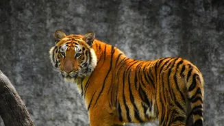 Lucknow Night Safari Project Draws Inspiration From Singapore’s Famous Wildlife Experience
