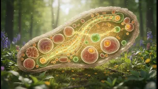 How the plant-based protein digestibility matrix offers clear insights into true metabolic use