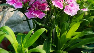 Choglamsar's First Blooms Arrived Two Months After Planting Began