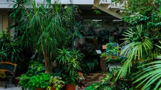 The Science Behind Indoor Plants And Cleaner Air Gets A Fresh Look