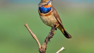 AI-Powered Monitoring Could Transform Birdwatching At Maharashtra's New Nature Park