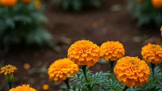 Unsung Heroes: Marigolds Keep Gardens Safe From Heavy Monsoon