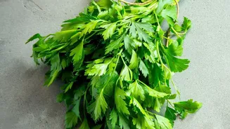Parsley Recipe Ideas: Keeping The Herb Fresh For More Recipes