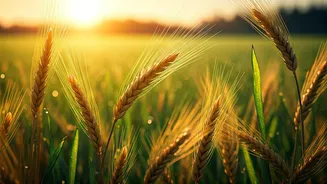 Baisakhi 2026: 65 Heartfelt Wishes & Messages for Cherished Connections