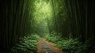 Kabini Rain-Fed Bamboo Groves Offer the Ultimate Quiet Escape