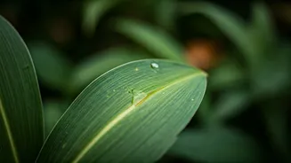 Clean Cuts Keep Gardens Healthier During Monsoon