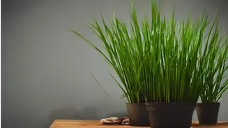 How to grow lemongrass in pots