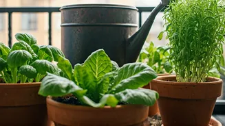Balcony Gardeners Share Genius Brewed Compost Liquid Growth Secret