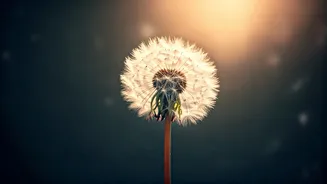 Unlock Your Inner Wisdom: Tara Brach's Guide to Personal Healing and Freedom