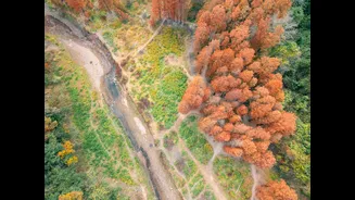 Forest Fires Highlight Impact of Changing Climate Patterns