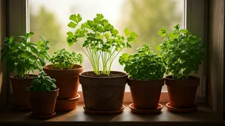 How To Harness Low Windowsill Light For 4 Classic Herbs