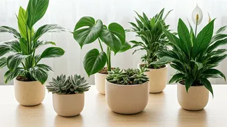 Mastering the Art of Plant Gifting: A Thoughtful Guide to Avoiding Faux Pas