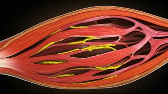 Unlocking Your Body's Diabetes Shield: The Muscle Advantage