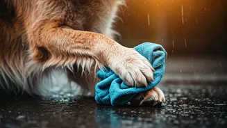 How To Protect Your Dog's Paws From Monsoon Infections