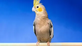 The Research Finds Acoustic Similarities Without Claiming Birds Share a Language