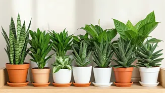 10 Low-Maintenance Indoor Plants for Indian Homes: A Green Guide
