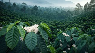 Why Coorg Is The Perfect Pre Monsoon Destination Now