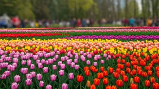 Kashmir's Tulip Garden Blooms with Record-Breaking 1.4 Lakh Visitors in Two Weeks
