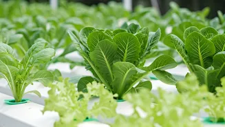 Hydroponics Gives Gardening A Modern Home Reset