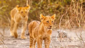 The Limits of a Small Study of Lion Behaviour: Barda Lions