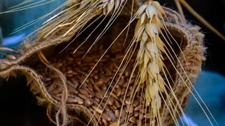 Indigenous Seed Knowledge Could Strengthen India's Climate-Smart Food Movement