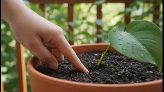 The Finger Test Can Stop Routine Watering From Saturating Rain-Soaked Pots