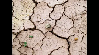 El Niño Returns with Potential 'Godzilla' Strength, Raising Global Concerns