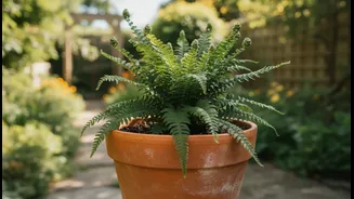Use Terracotta Where Faster Drying Suits The Plant And Climate