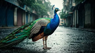 Peacocks On Mumbai Roads Win Monsoon Internet