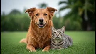 Why Proactive Pet Parents Rate Vet-Approved Monsoon Flea Prevention As Essential Care Step
