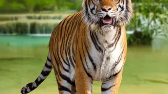 Maharashtra Tiger Tourism Gets a New Multi-Reserve Package Format
