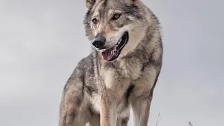Responsible Tourism Could Help Communities Live Alongside More Wolves