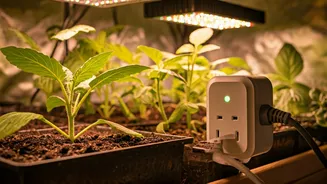 Smart Plug Timers For Indoor Grow Lights Trend Instantly
