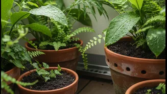 How to optimize balcony plant soil health via proactive monsoon drainage installation steps