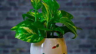 Drainage Still Matters Even When A Planter Is Decorative Helps Explain Ceramic Planters Can Turn Indoor Plants Into Part Of The Room Design