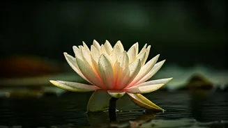 Unlocking Inner Peace: How Comparison Robs You and the Gita's Wisdom to Reclaim It