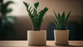 Low-Maintenance Plants Make Gardening Less Intimidating