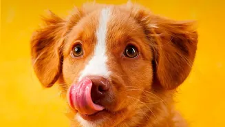 Jaipur's New Mega Pet Carnival Keeps Civic Pet-Service Planning Anchored to Registration