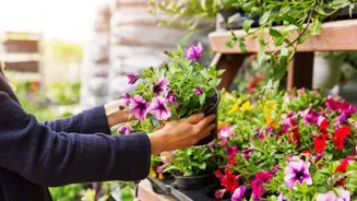 Buying a plant? First, find answers to these questions