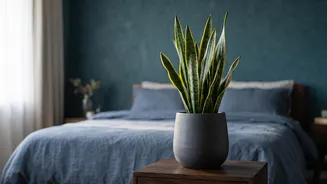 Best low-maintenance bedroom plants
