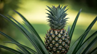 Pineapple Plants Are The Garden Surprise To Try